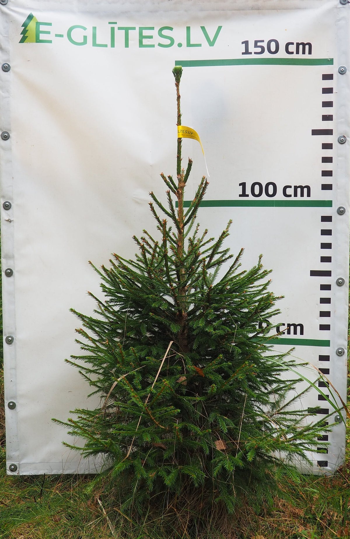 Egle 1T5, garums 1.25m