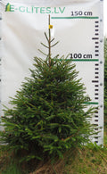 Egle 1T7, garums 1.25m