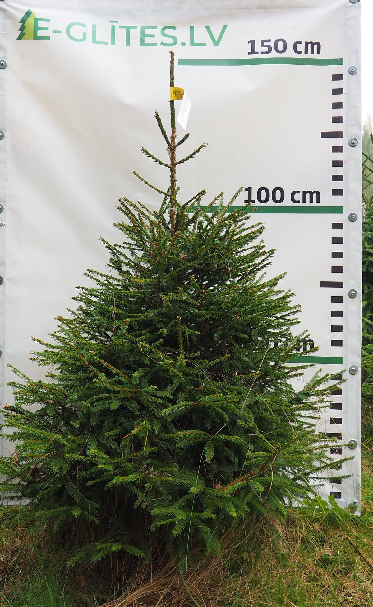 Egle 1T7, garums 1.25m