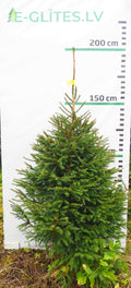 Egle 20L163