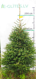 Egle 20L171