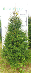 Egle 20L183