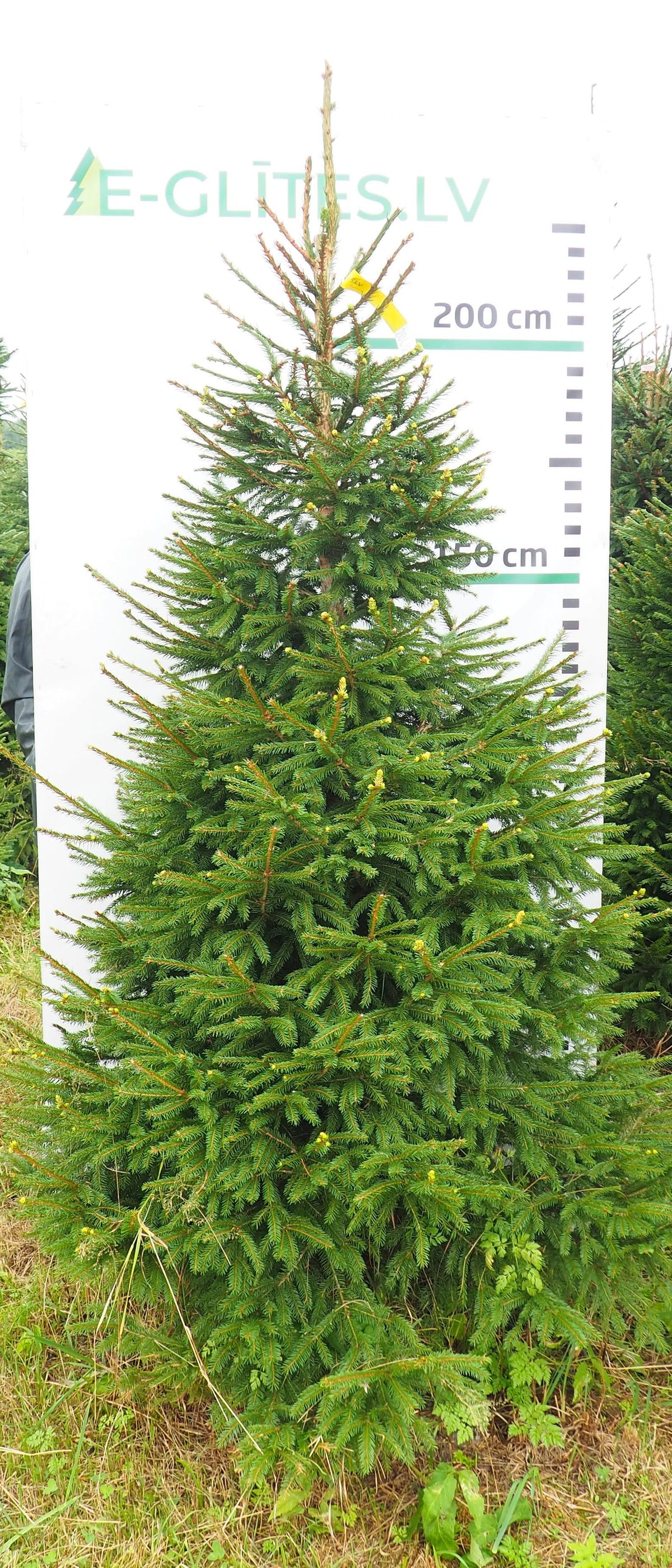 Egle 20L183
