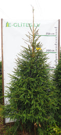 Egle 20L59, garums 2.75m