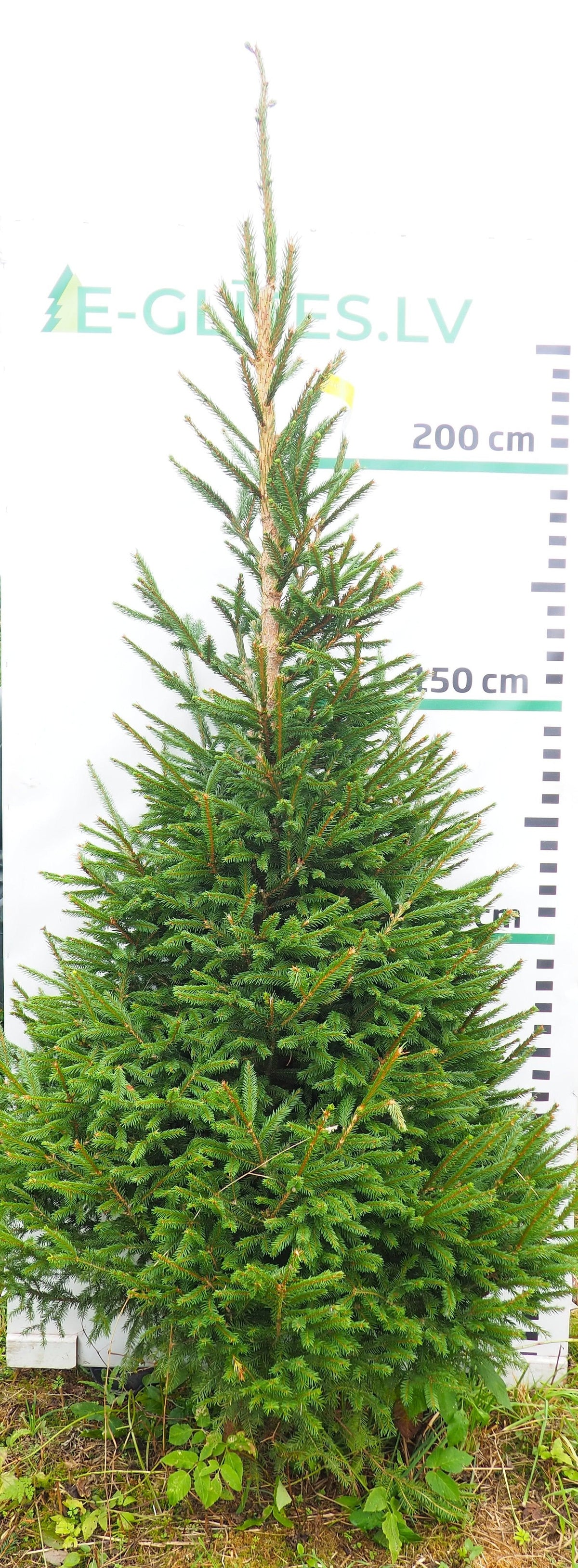 Egle 21L195
