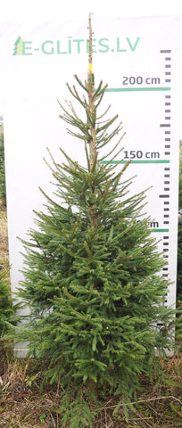 Egle 21L252