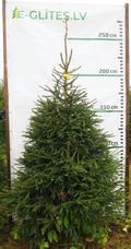 Egle 21L69, garums 2.25m