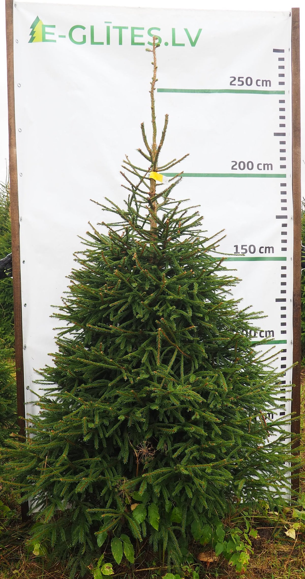 Egle 21L69, garums 2.25m