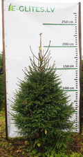Egle 21L74, garums 1.75m