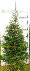 Egle 22L188