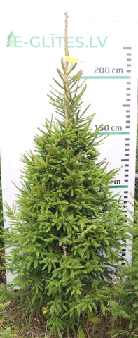 Egle 22L253
