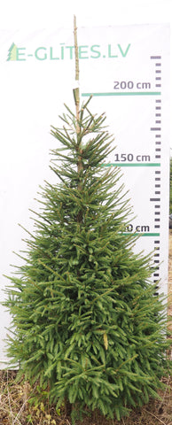 Egle 22L266