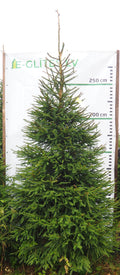 Egle 22L68, garums 3.00m
