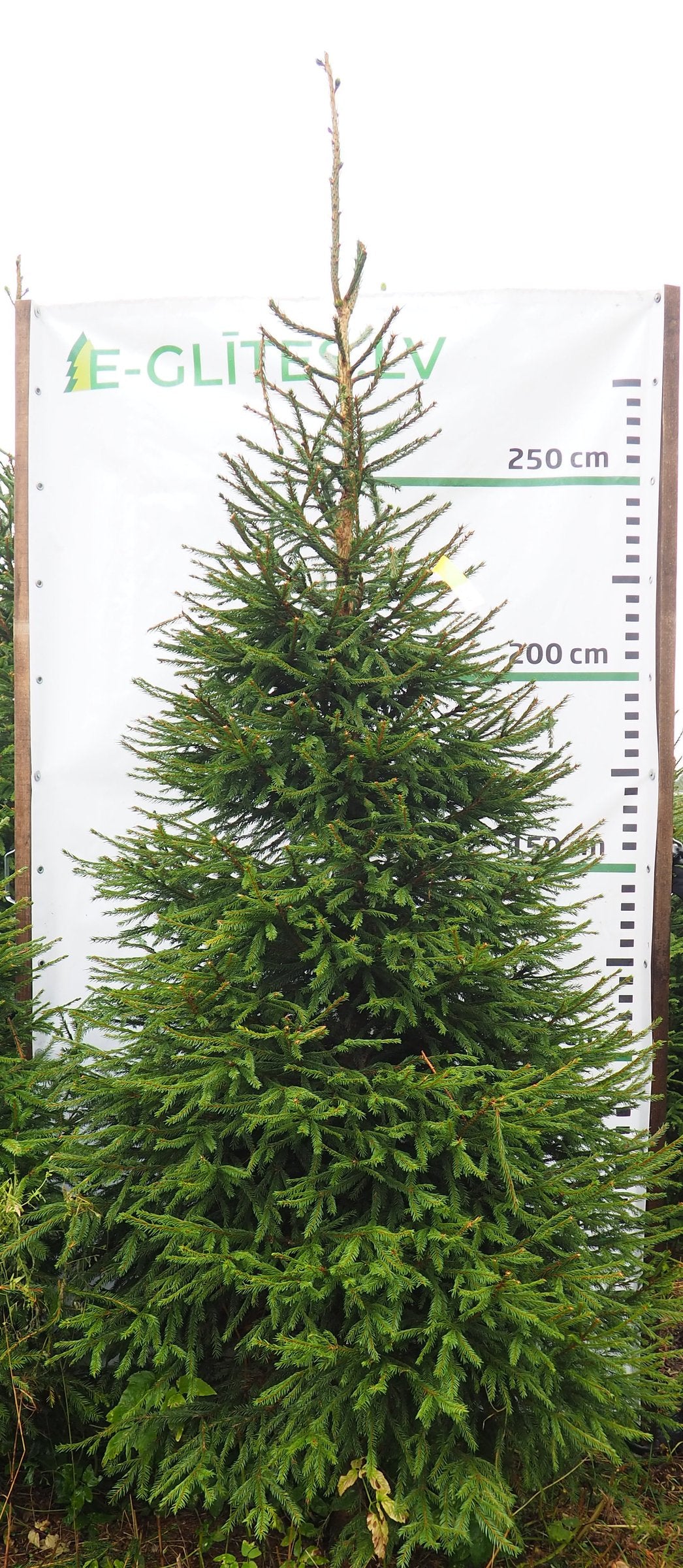 Egle 22L68, garums 3.00m