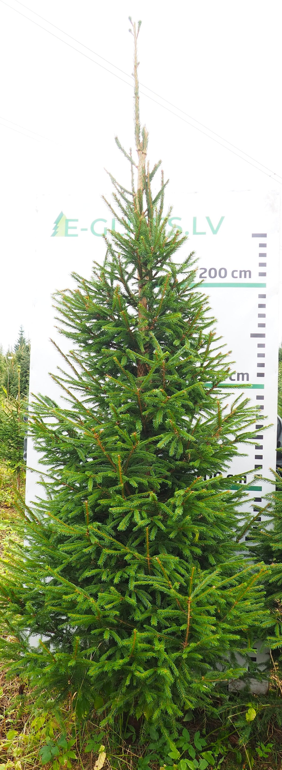 Egle 23L209