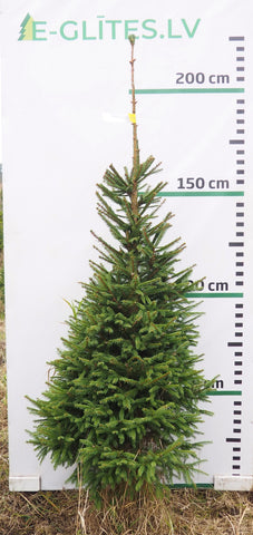 Egle 23L269