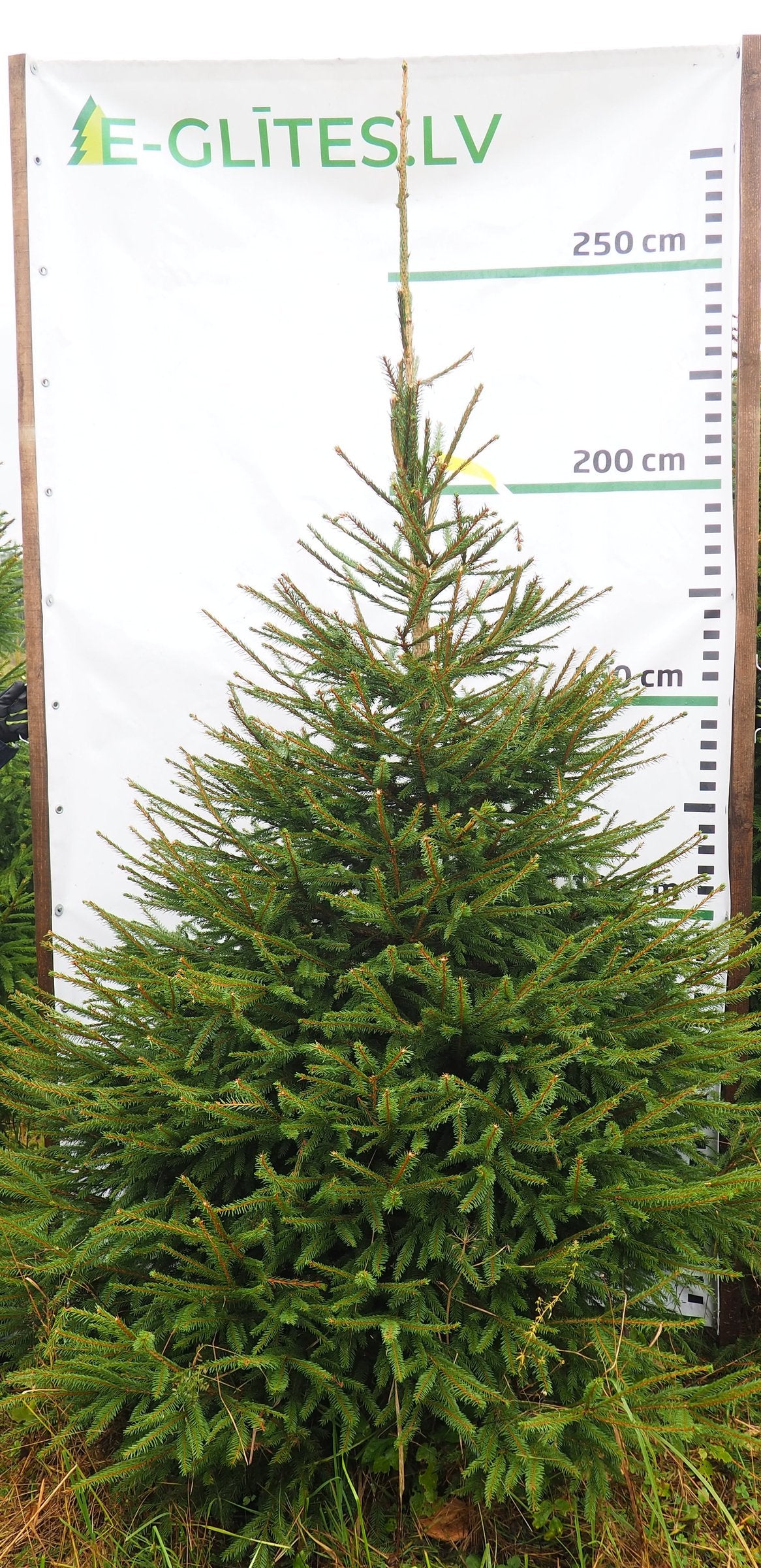 Egle 23L80, garums 2.50m