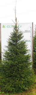 Egle 24L78, garums 3.50m