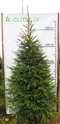 Egle 24L81, garums 3.00m