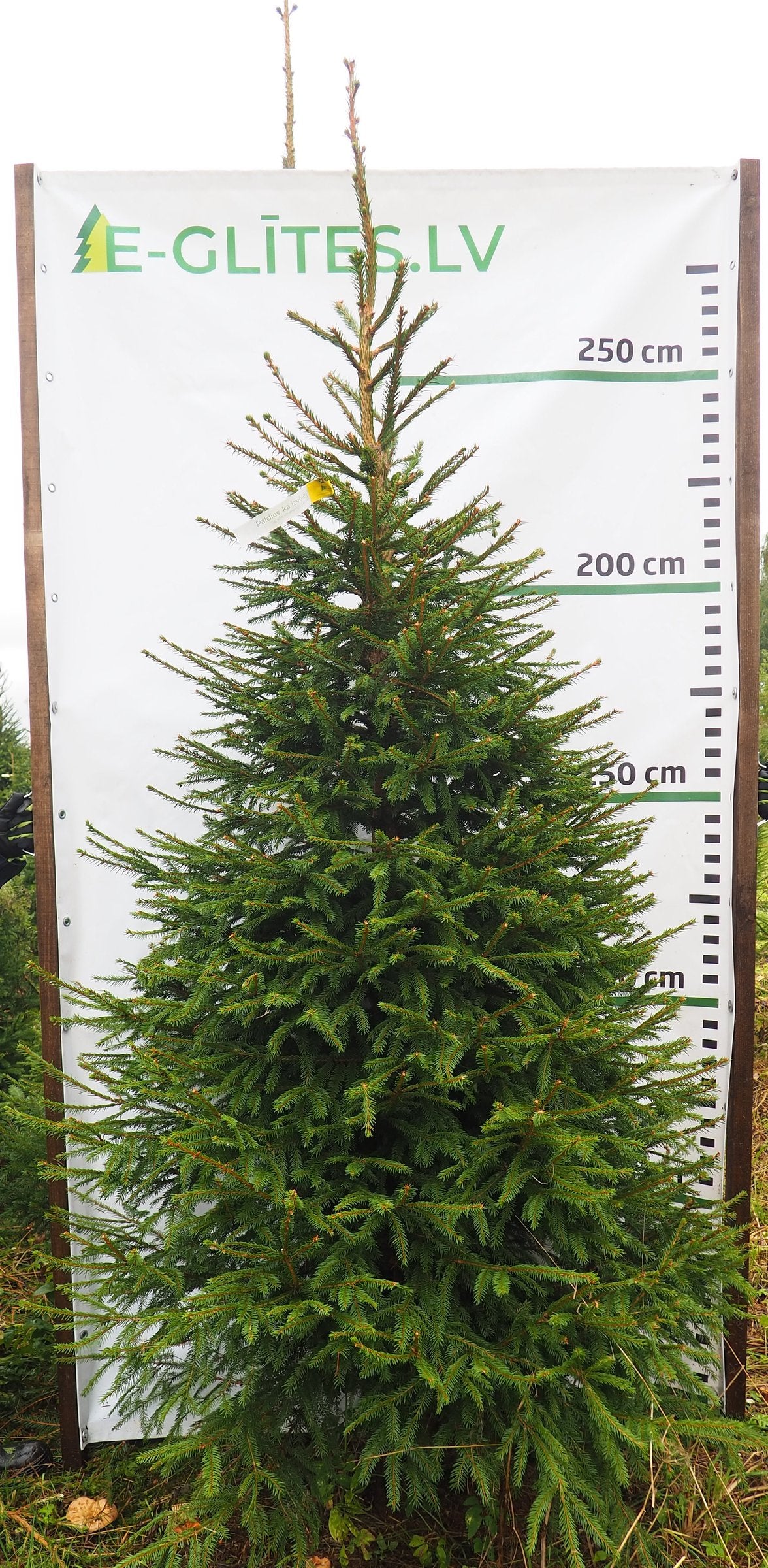 Egle 24L81, garums 3.00m