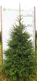 Egle 24L83, garums 2.75m