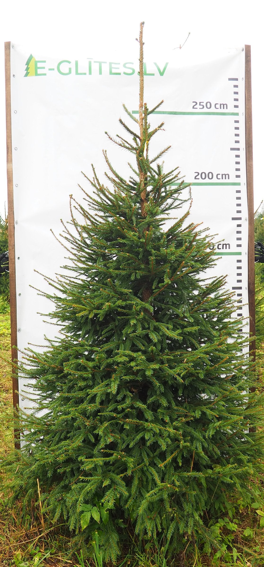 Egle 24L83, garums 2.75m