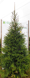 Egle 24L84, garums 3.50m