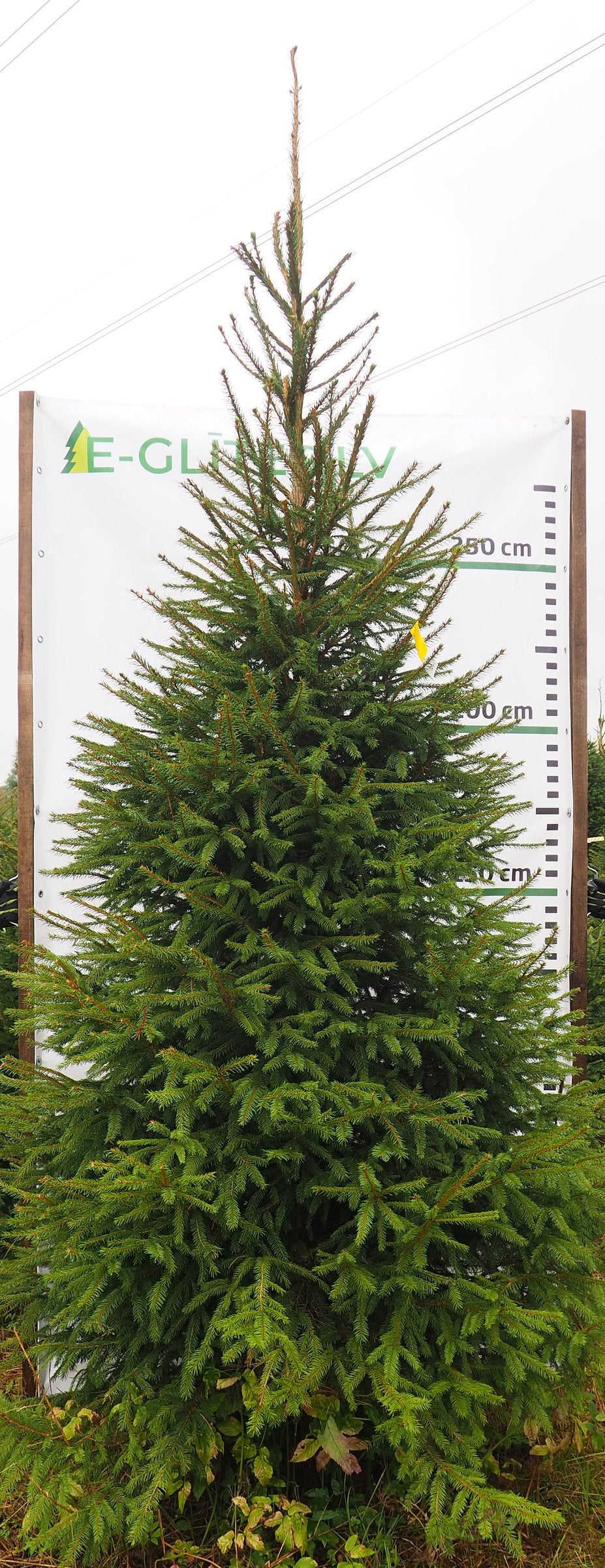 Egle 24L84, garums 3.50m