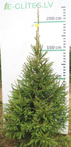 Egle 25L287