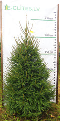 Egle 25L86, garums 2.25m
