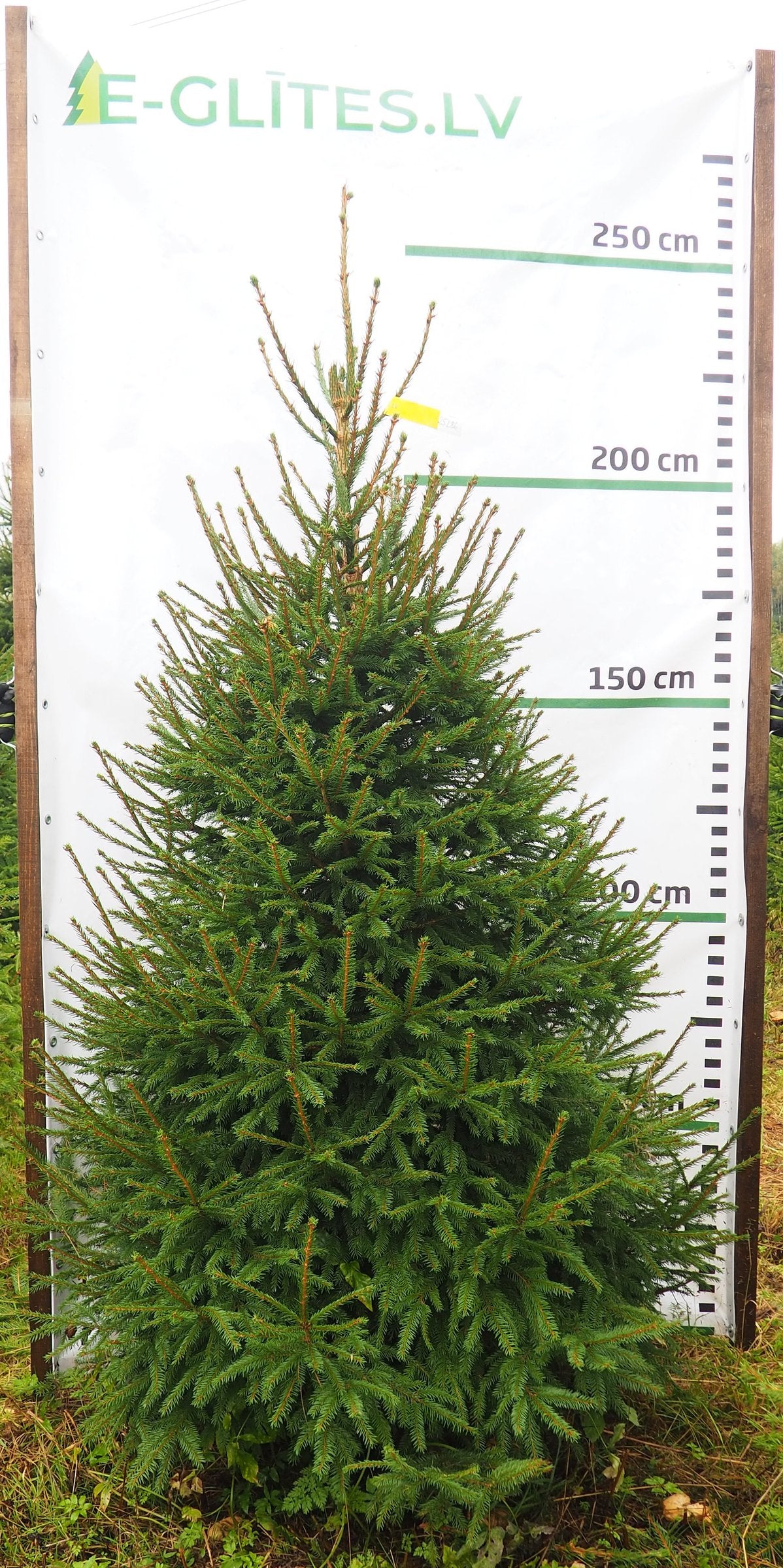 Egle 25L86, garums 2.25m