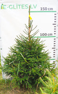 Egle 25T60