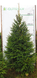 Egle 26L87, garums 2.75m