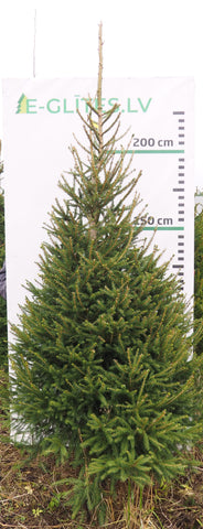 Egle 27L296