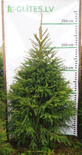 Egle 27L93, garums 2.25m