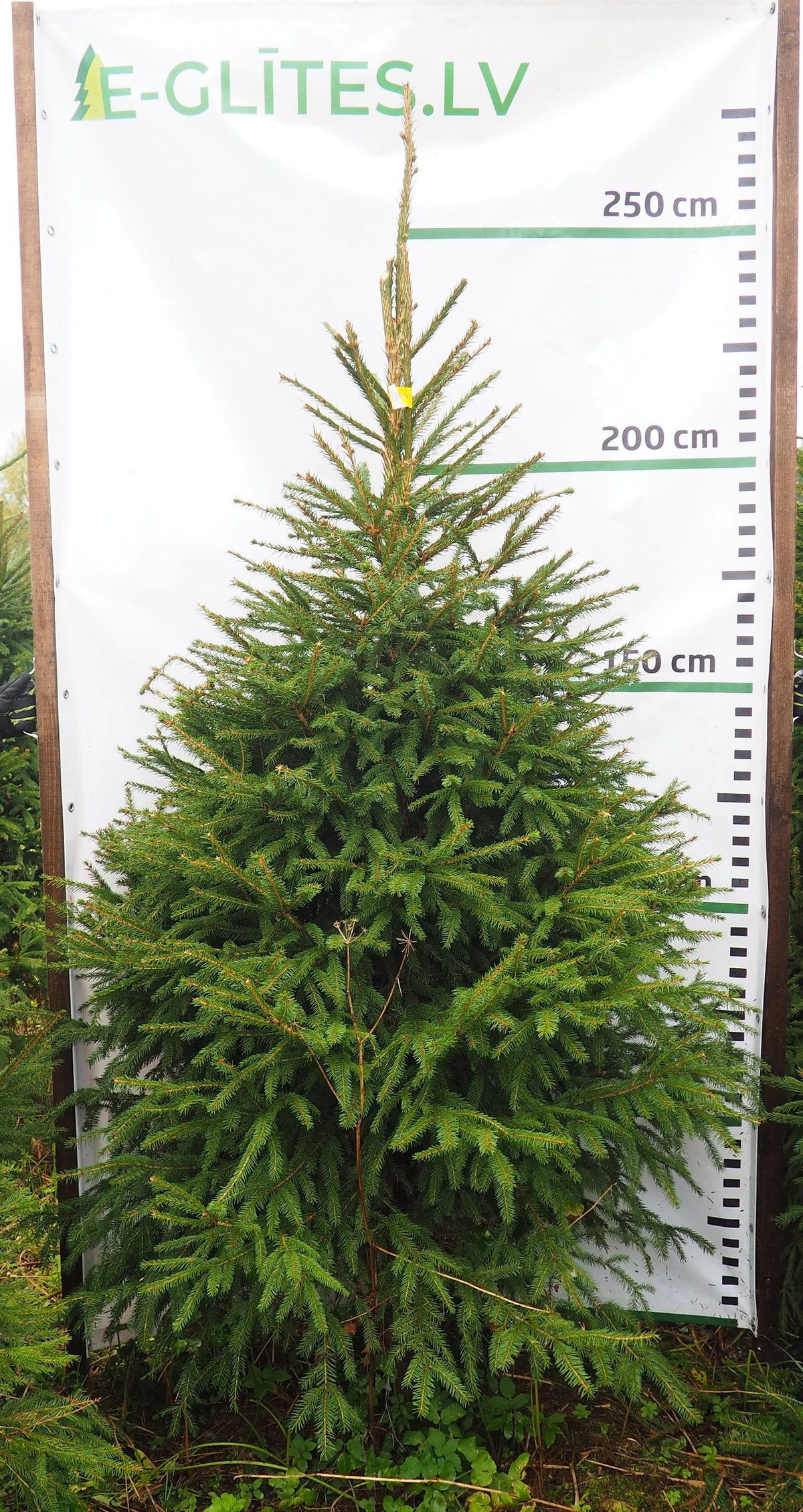 Egle 27L93, garums 2.25m