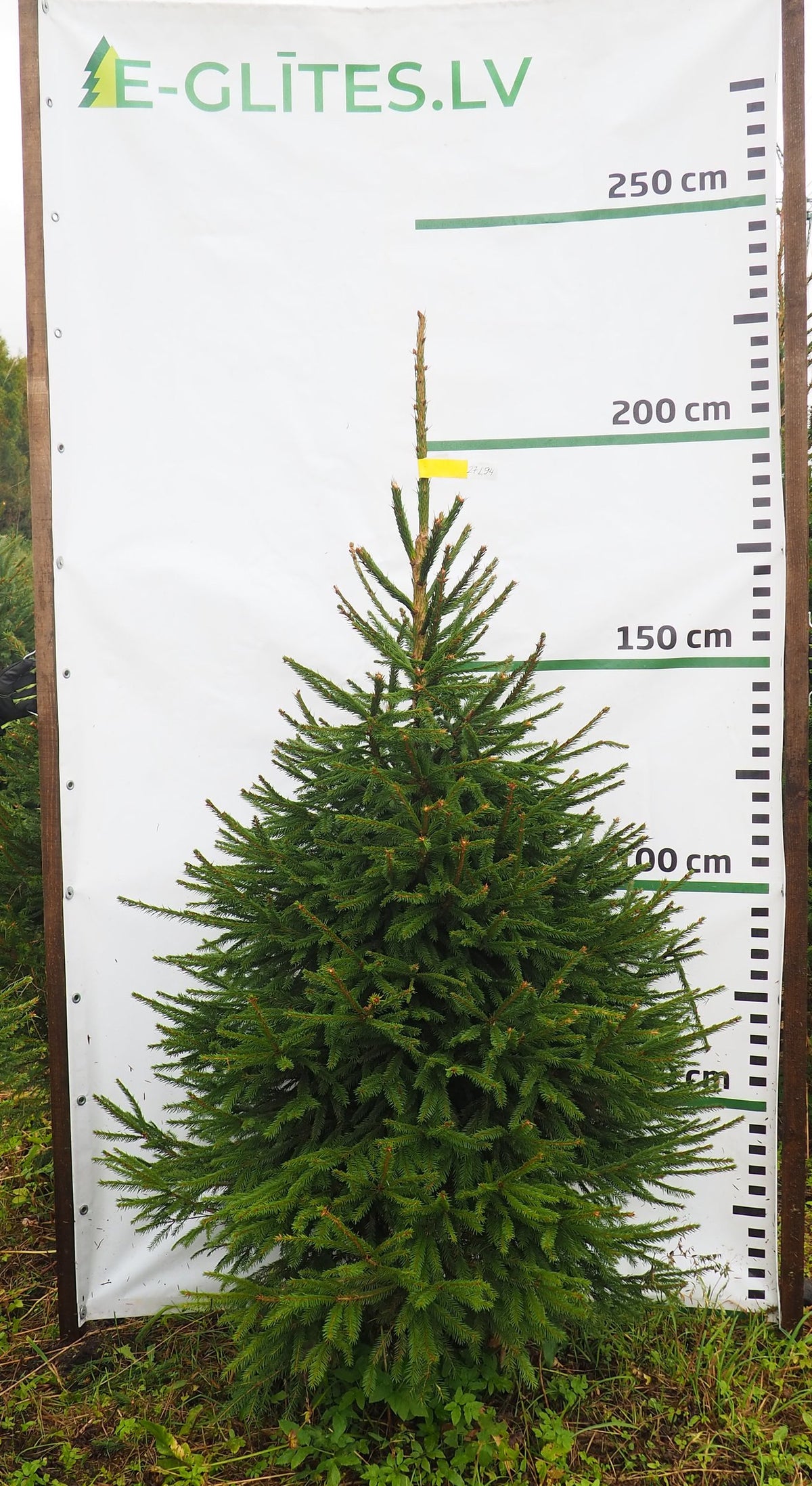 Egle 27L94, garums 1.75m
