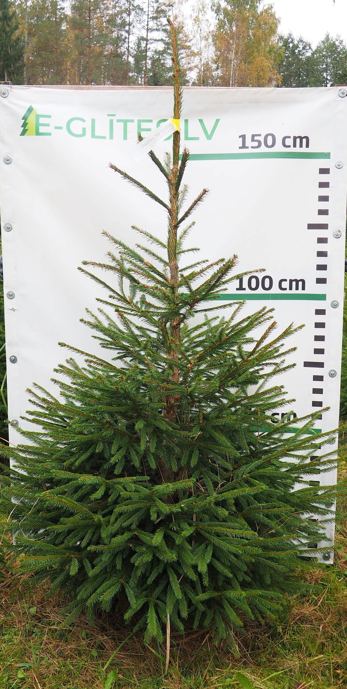 Egle 29T78, garums 1.75m