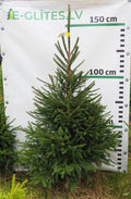 Egle 29T80, garums 1.50m