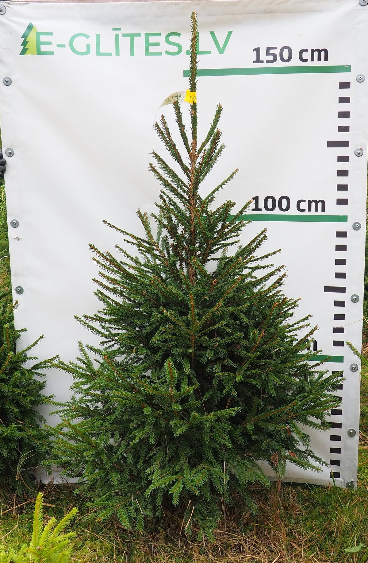 Egle 29T80, garums 1.50m