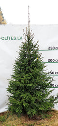 Egle 2D2, garums 3.50m