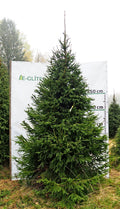 Egle 2D3, garums 3.50m