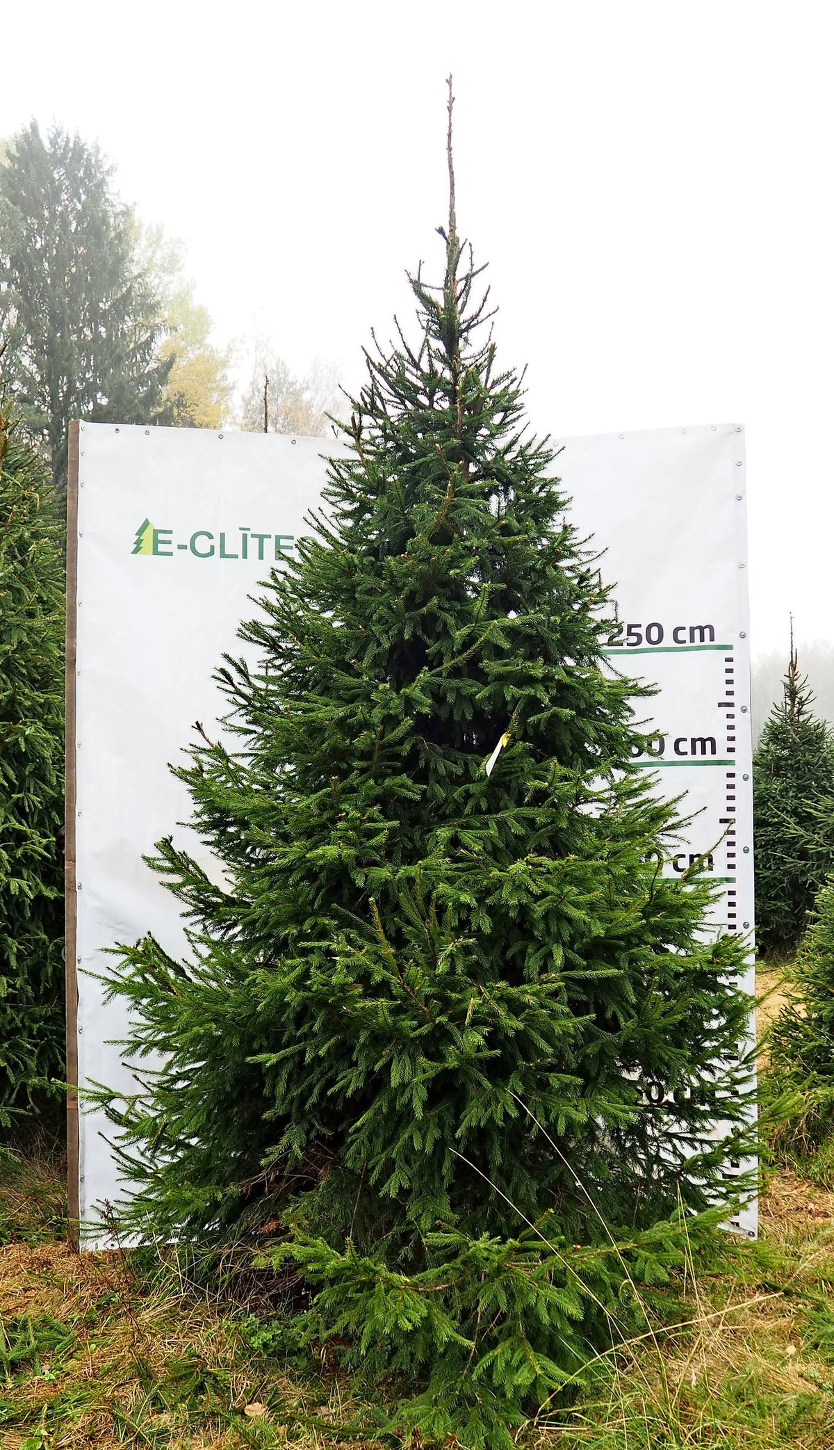 Egle 2D3, garums 3.50m