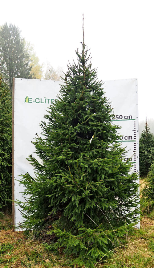 Egle 2D3, garums 3.50m