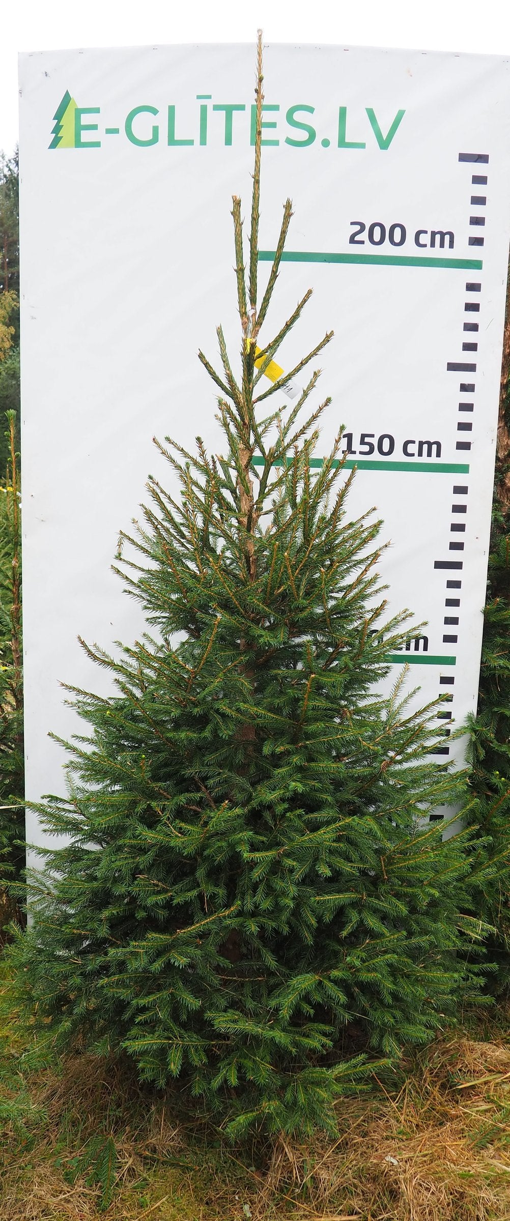 Egle 2H1, garums 2.25m