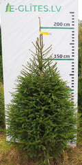 Egle 2H4, garums 2.00m