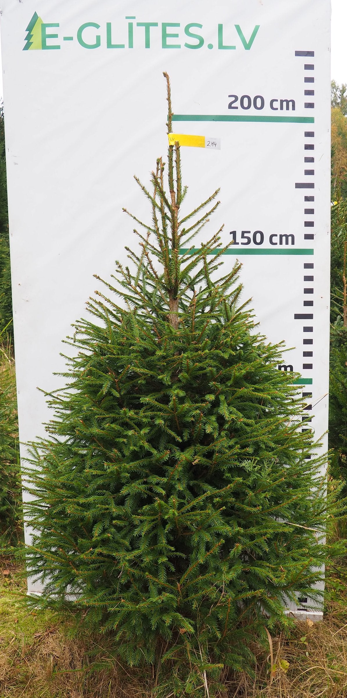 Egle 2H4, garums 2.00m