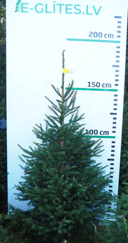 Egle 2HB15