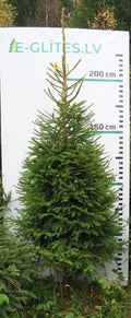 Egle 2HB3, garums 2.50m