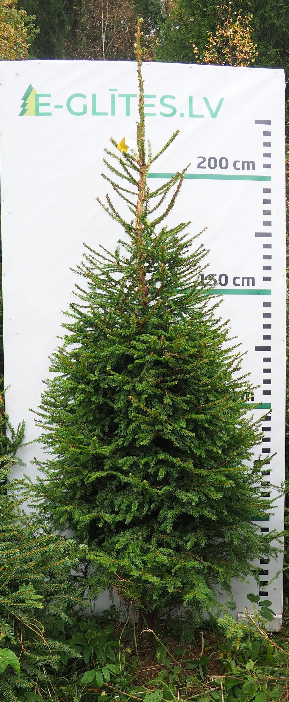 Egle 2HB3, garums 2.50m